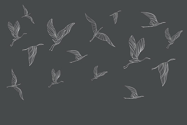 A group of birds flying A group of birds flying
