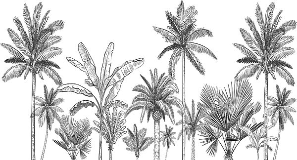 Un gruppo di palme Un gruppo di palme