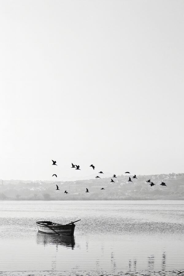 A group of birds flying over a body of water