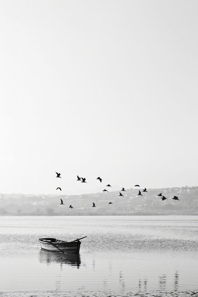 A group of birds flying over a body of water