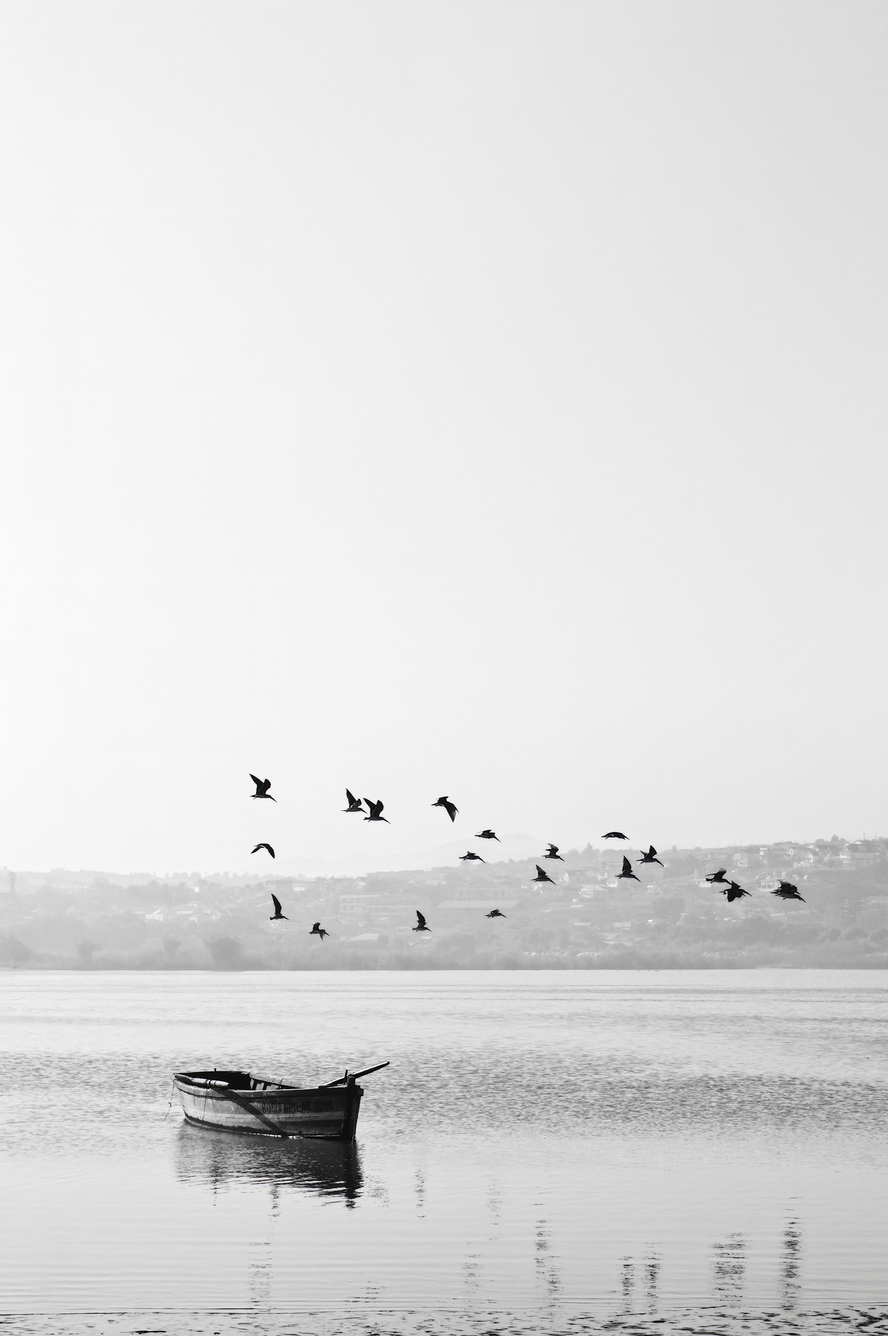 A group of birds flying over a body of water