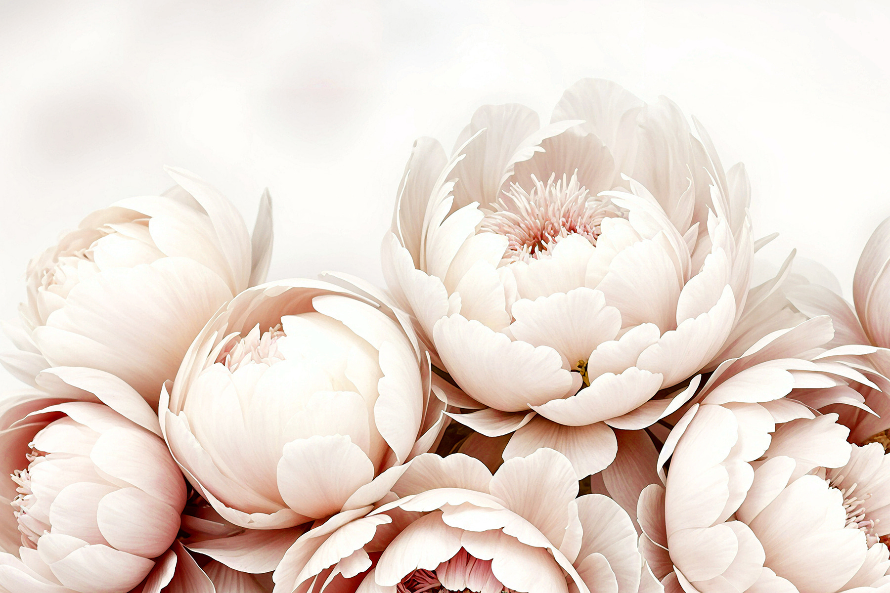 A group of white flowers