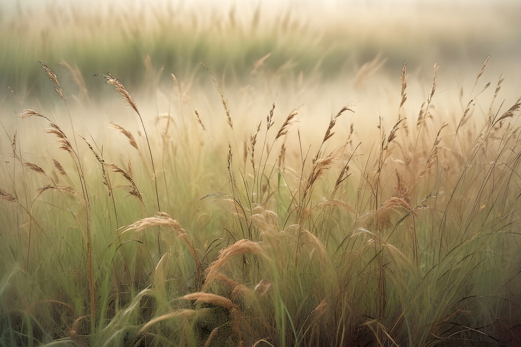 A field of tall grass