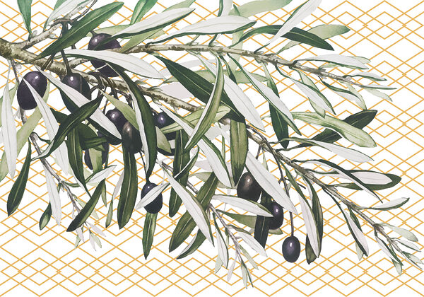 Un ramo con olive nere e foglie Un ramo con olive nere e foglie