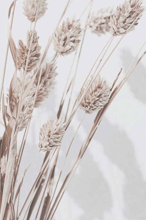 A close up of a plant