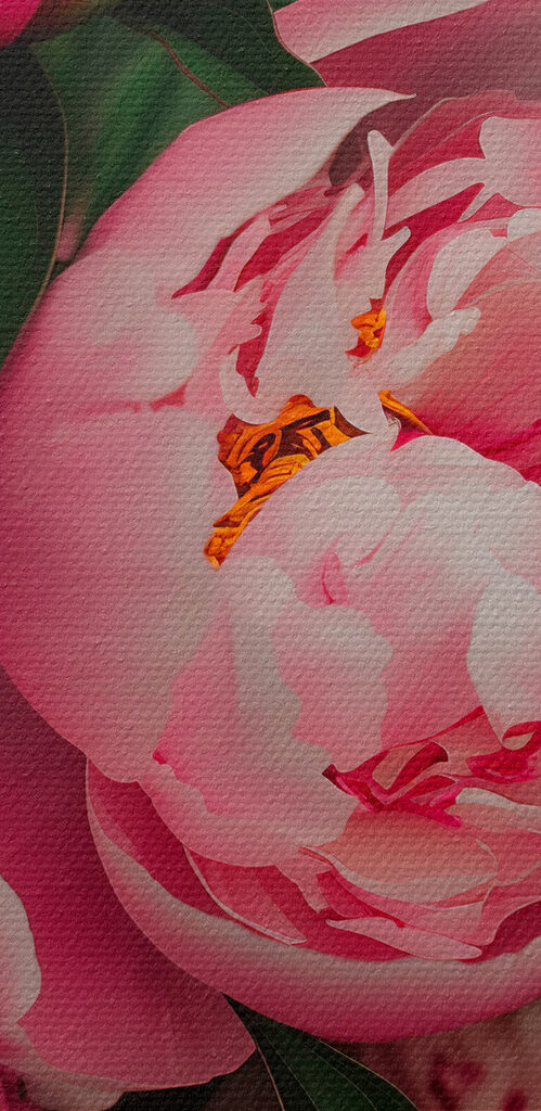 A group of pink flowers