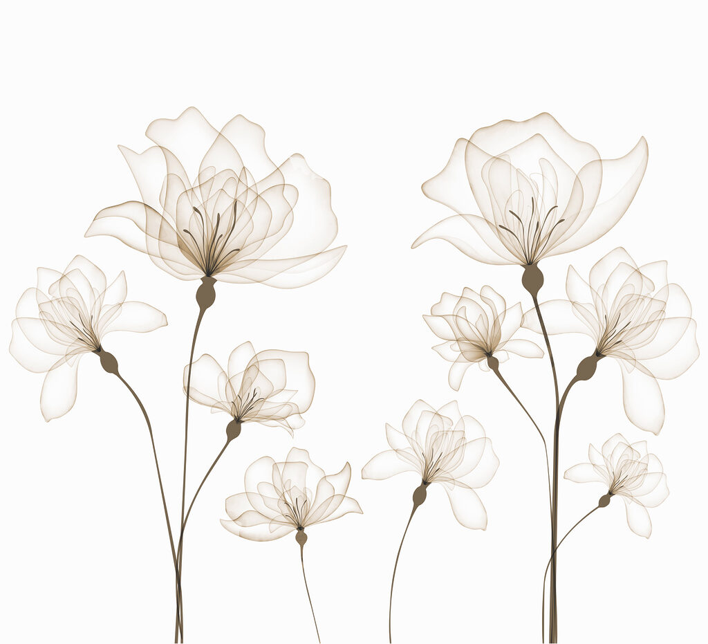 A group of flowers with stems A group of flowers with stems