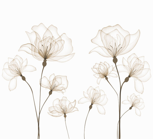 A group of flowers with stems A group of flowers with stems
