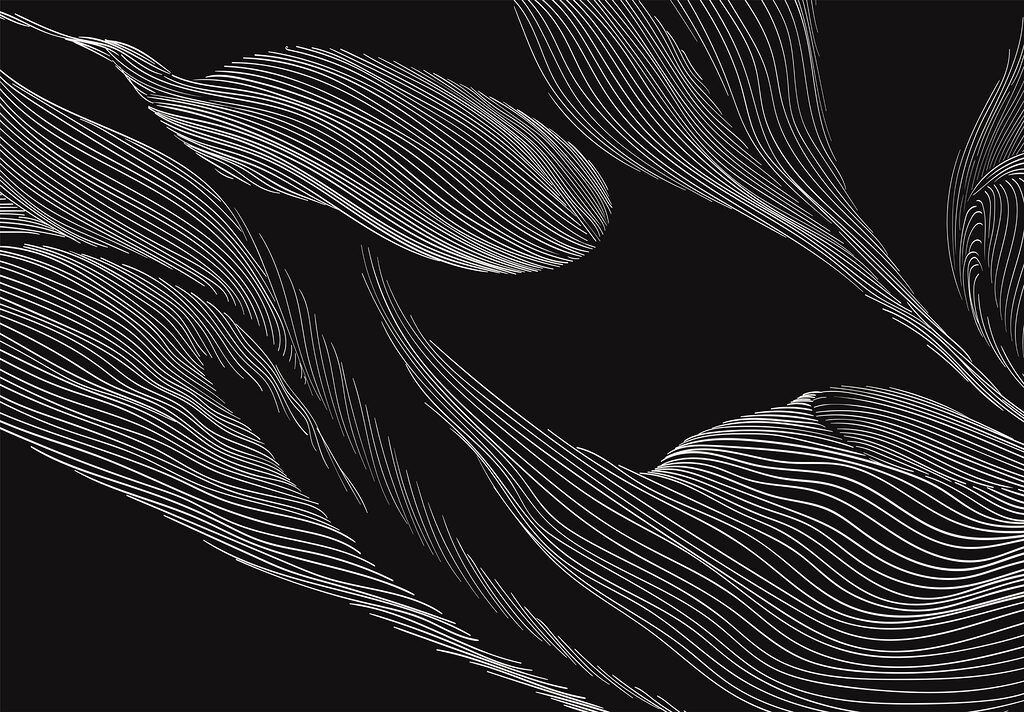 Immagine in bianco e nero di una foglia Immagine in bianco e nero di una foglia