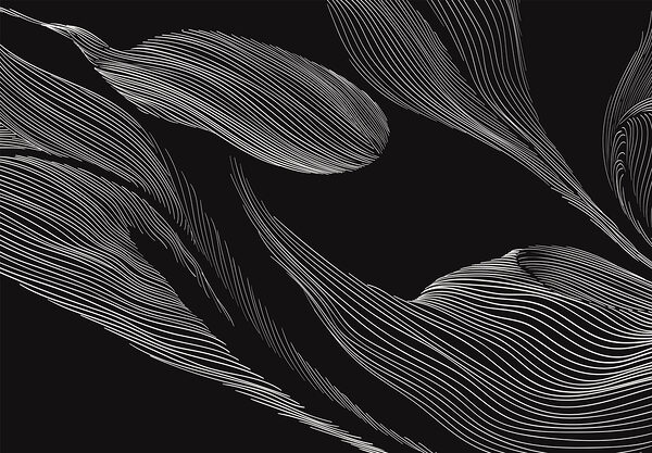Immagine in bianco e nero di una foglia Immagine in bianco e nero di una foglia
