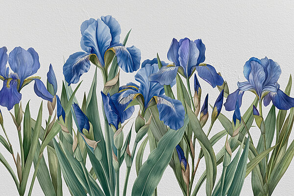 Un gruppo di fiori blu Un gruppo di fiori blu