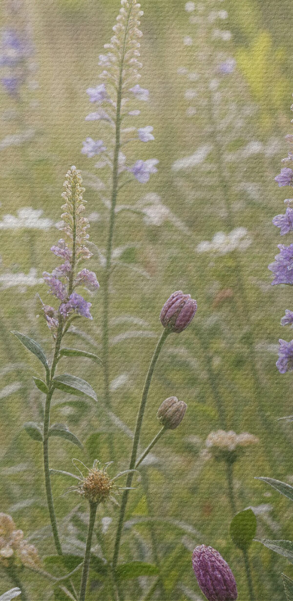 Field of flowers Field of flowers