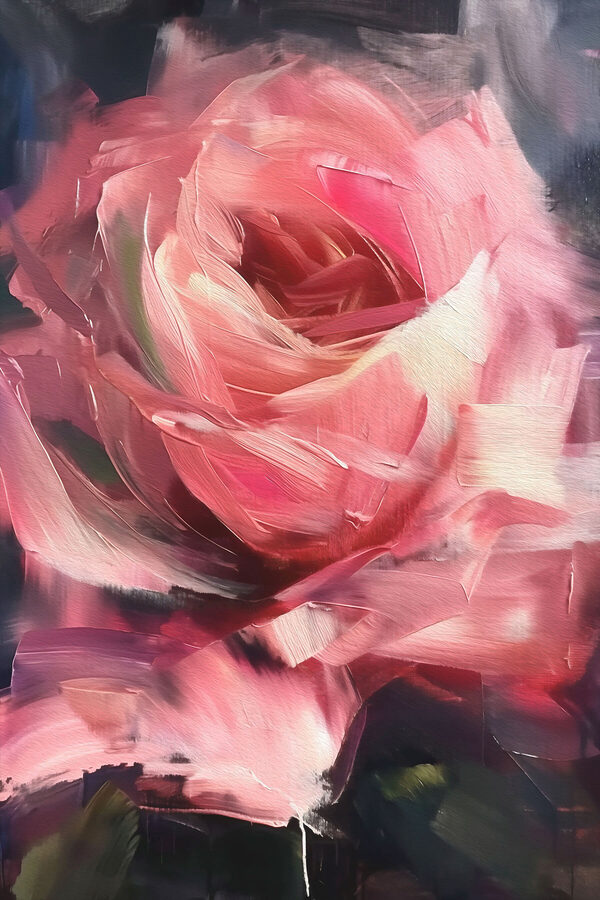 Close up of a pink rose Close up of a pink rose