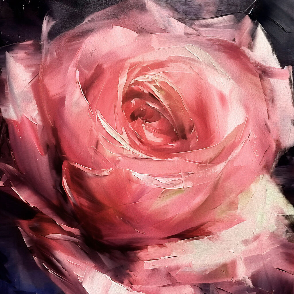 Close up of a pink rose