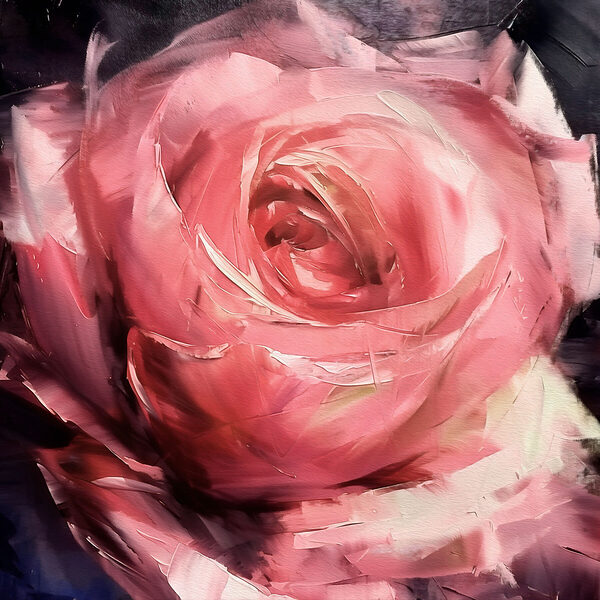 Close up of a pink rose