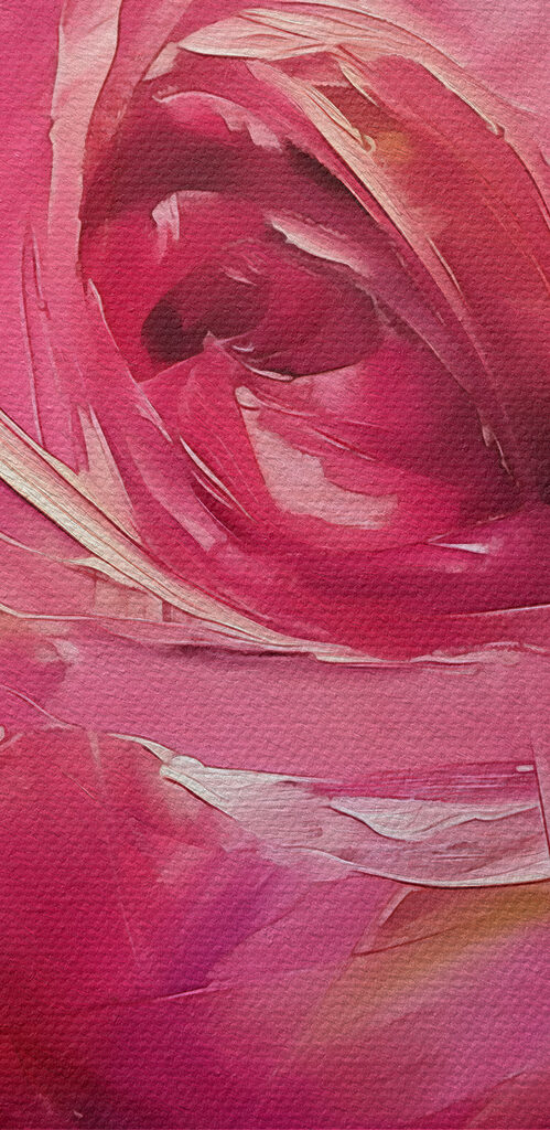 Close up of a pink rose