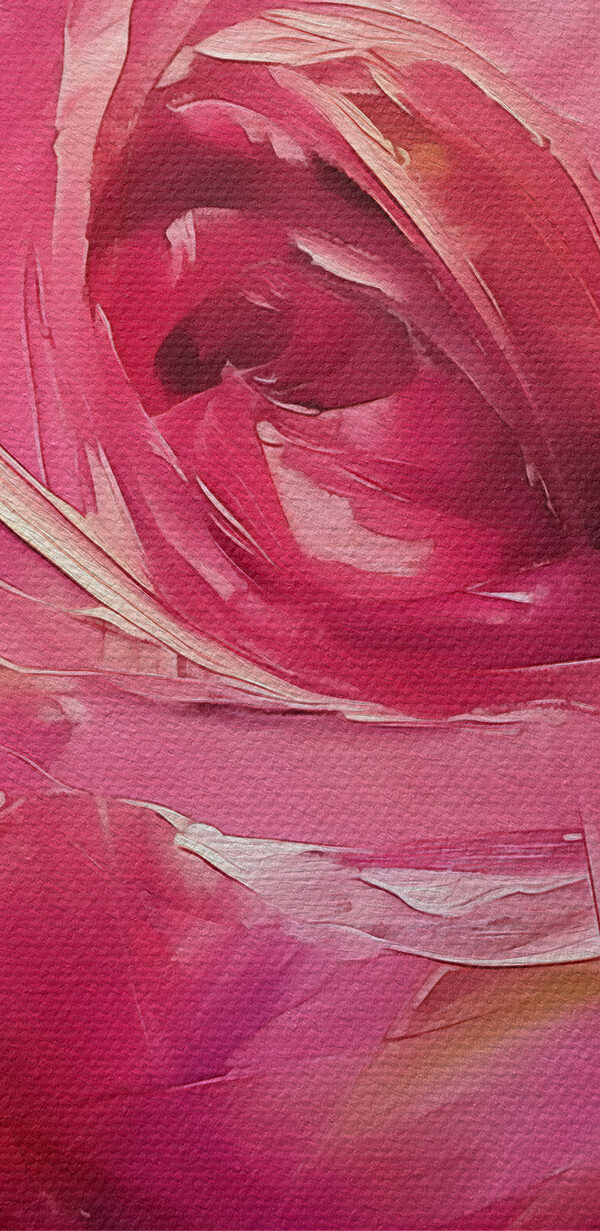 Close up of a pink rose