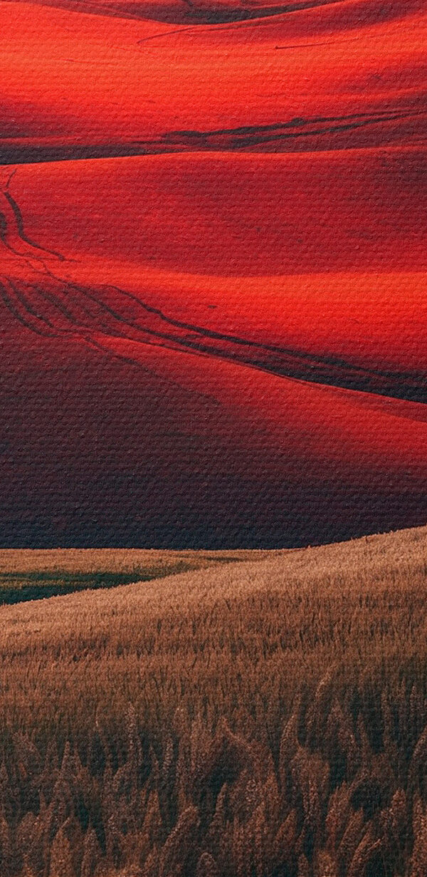 Field of wheat in a red sky Field of wheat in a red sky