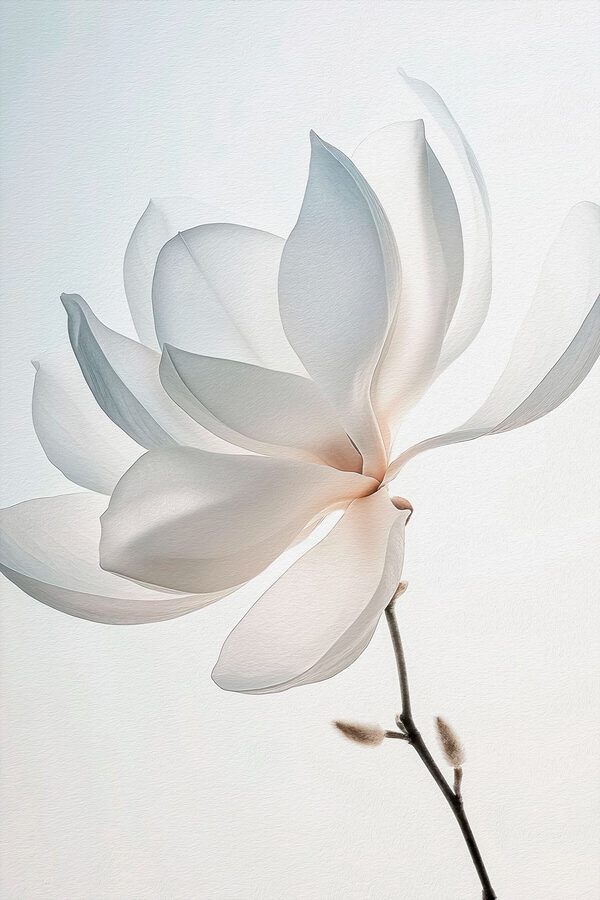 White flower with petals