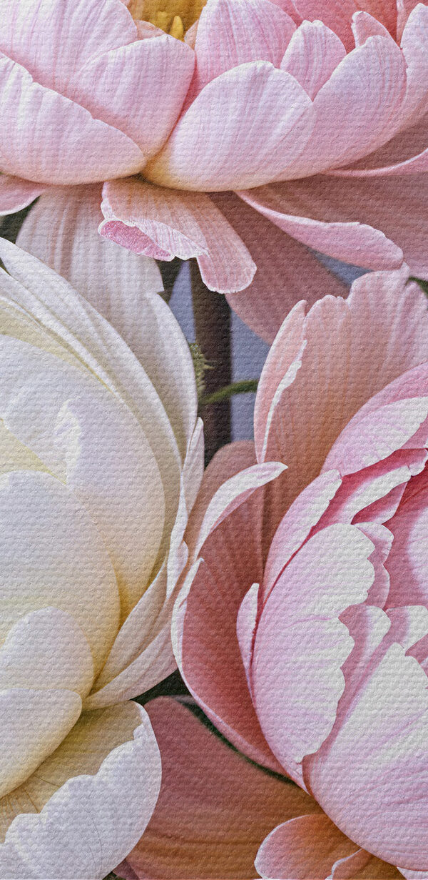 Group of pink and white flowers