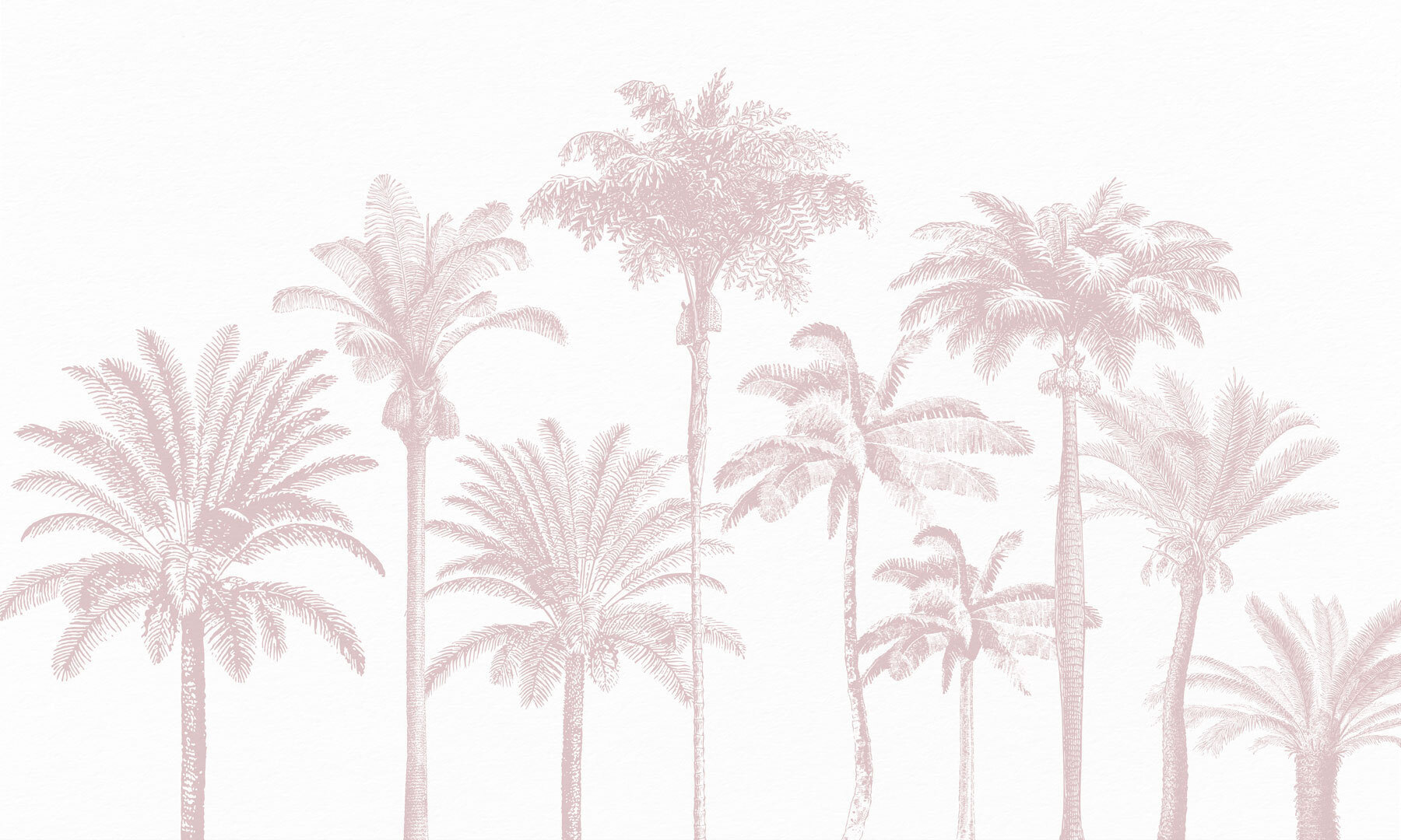 Group of palm trees