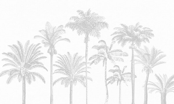 Gruppo di palme Gruppo di palme