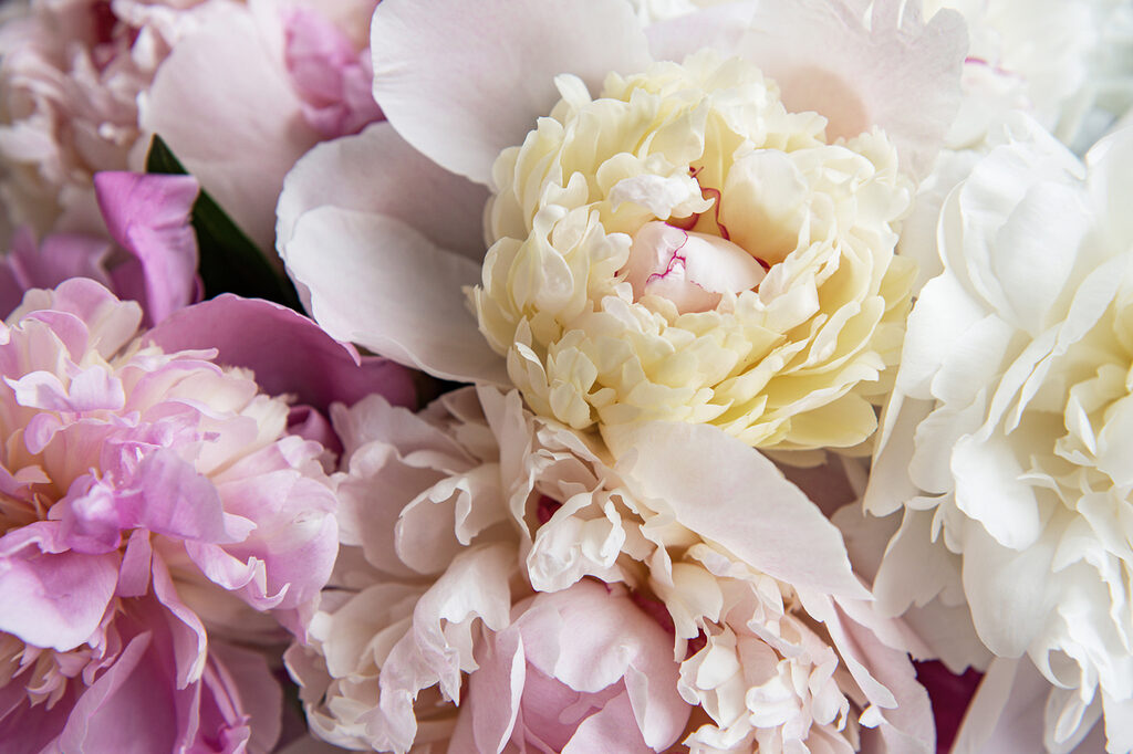 Close up of a flower