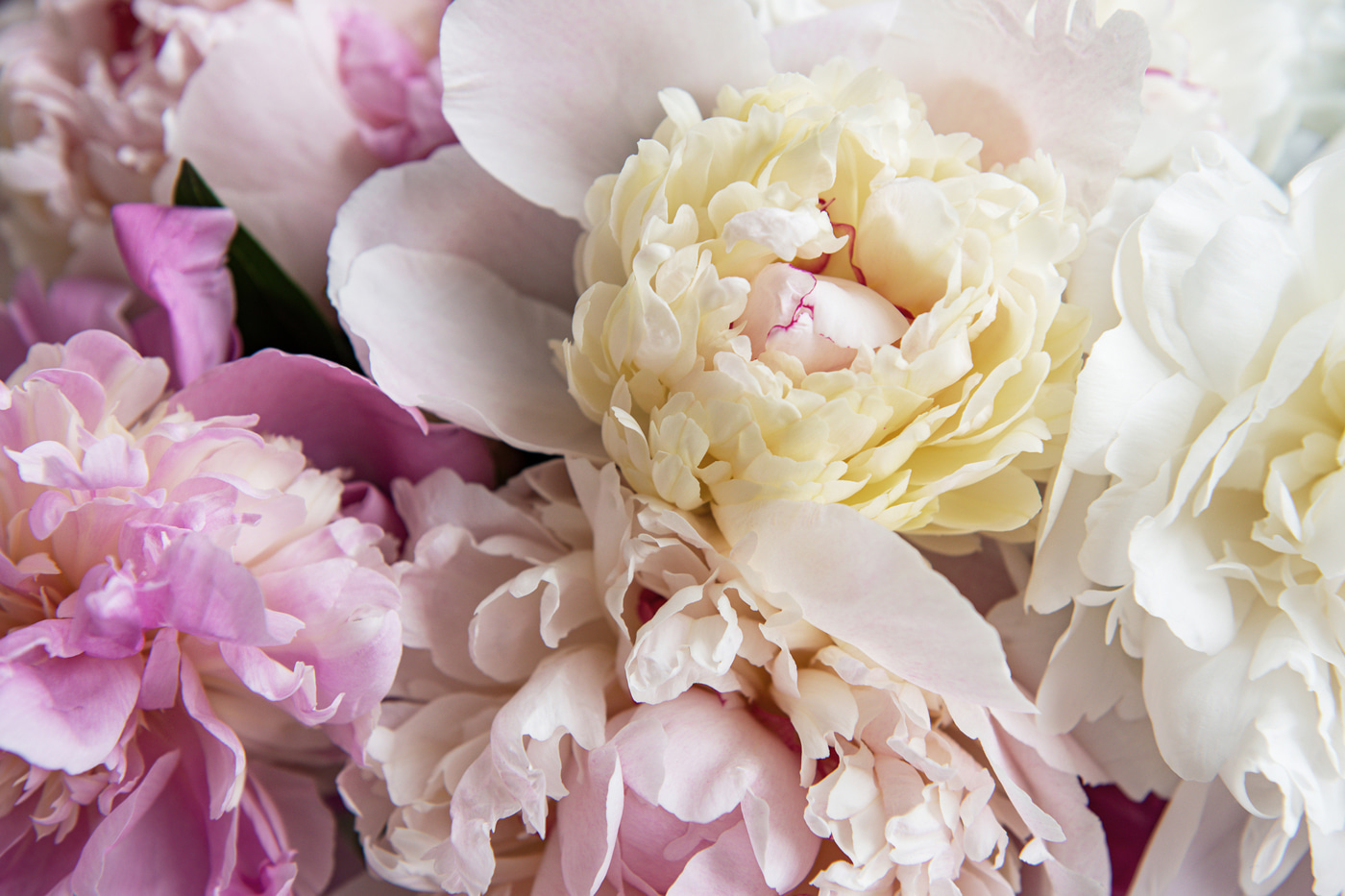 Close up of a flower