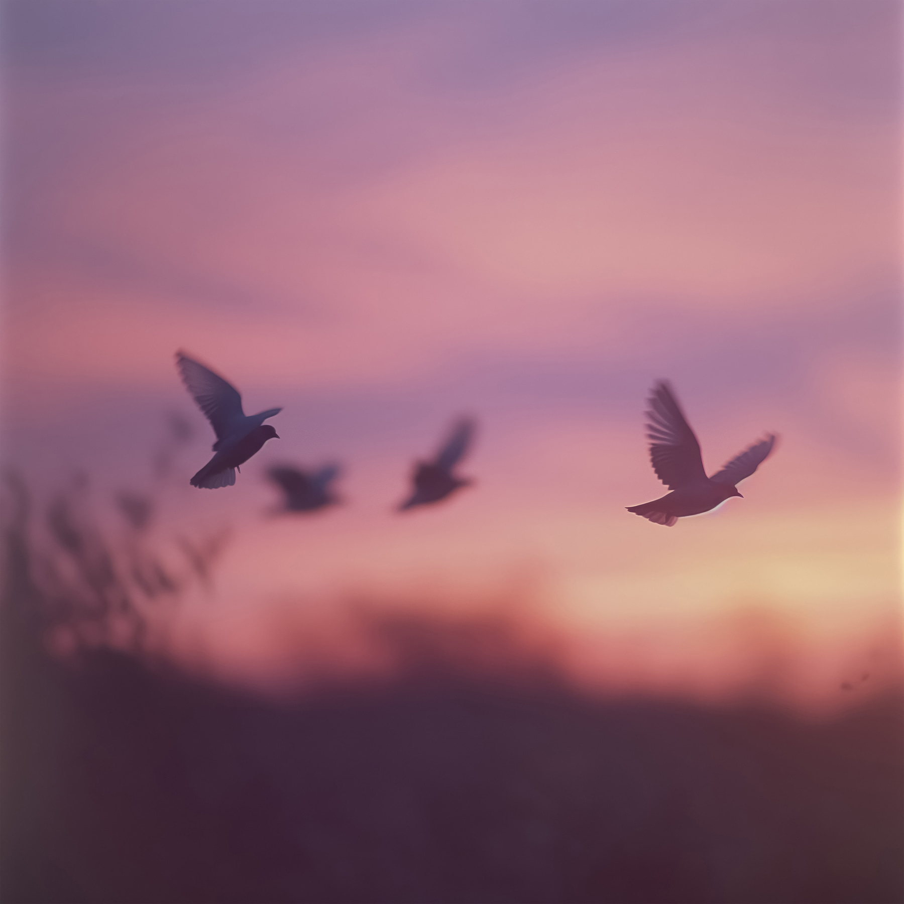 Group of birds flying in the sky Group of birds flying in the sky