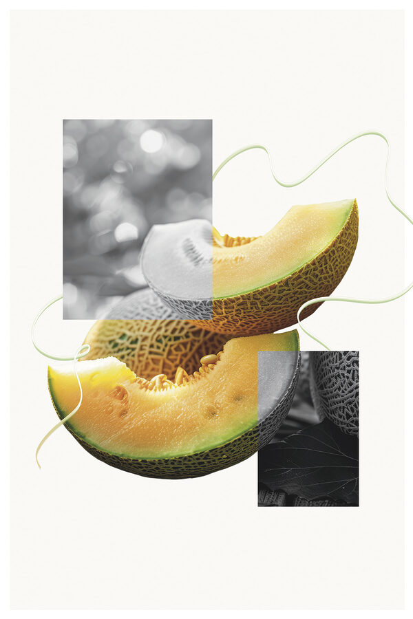 Melon cut in half Melon cut in half