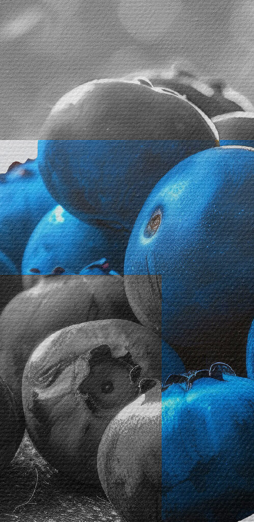 Group of blueberries Group of blueberries
