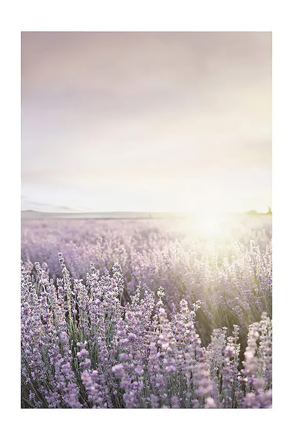 Field of lavender with the sun shining through