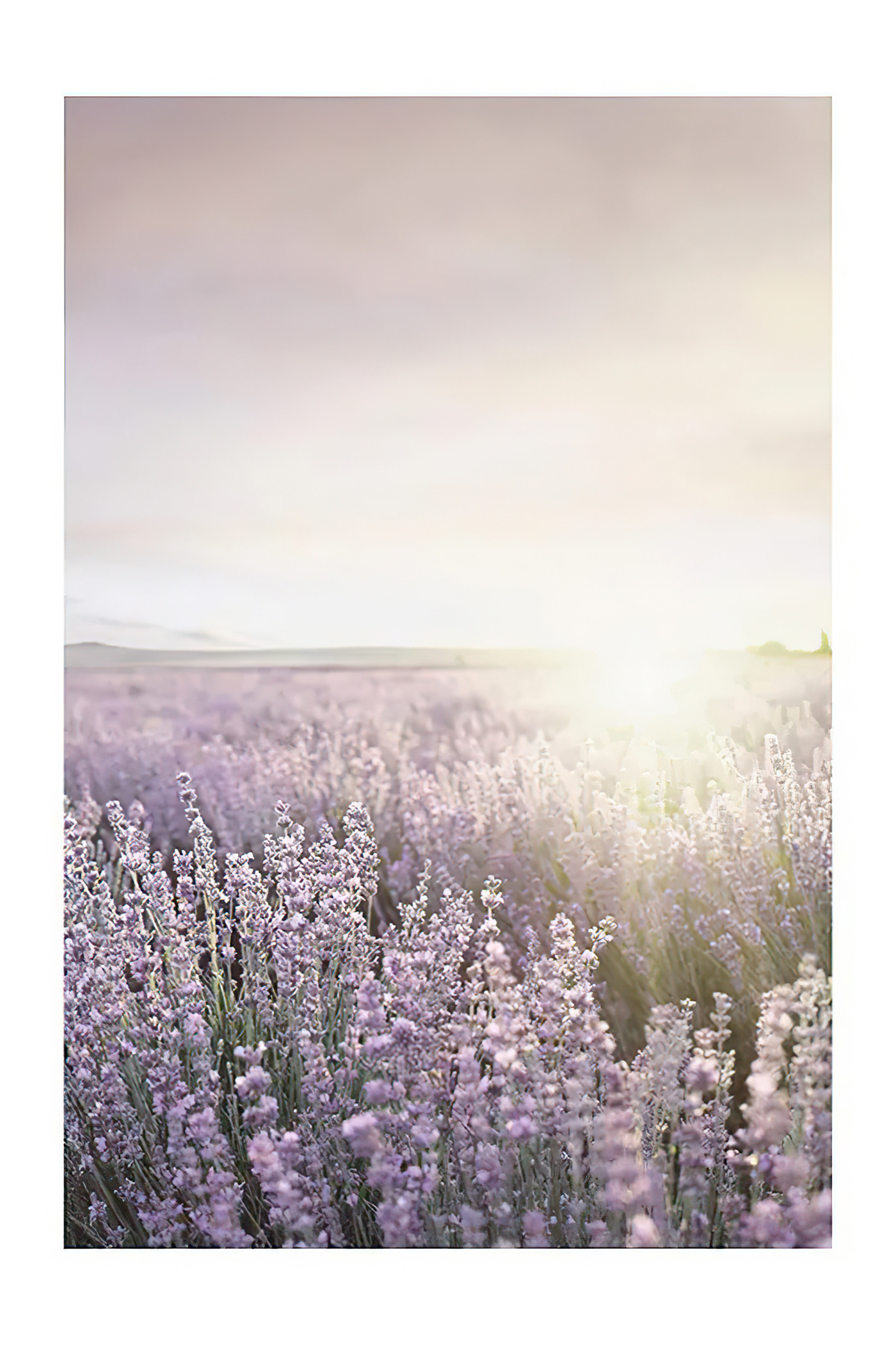 Field of lavender with the sun shining through