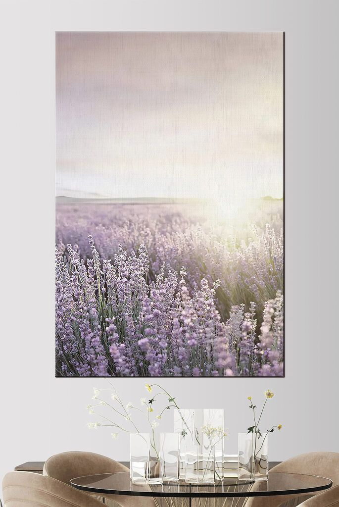Field of lavender with the sun shining through