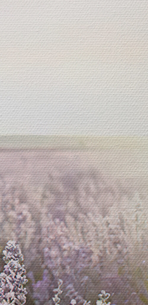 Field of lavender with the sun shining through