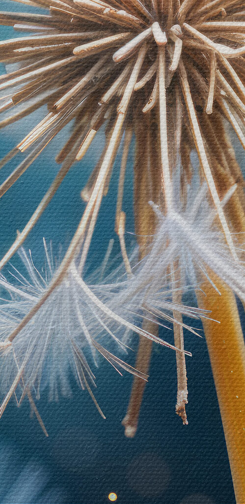 Close up of a dandelion