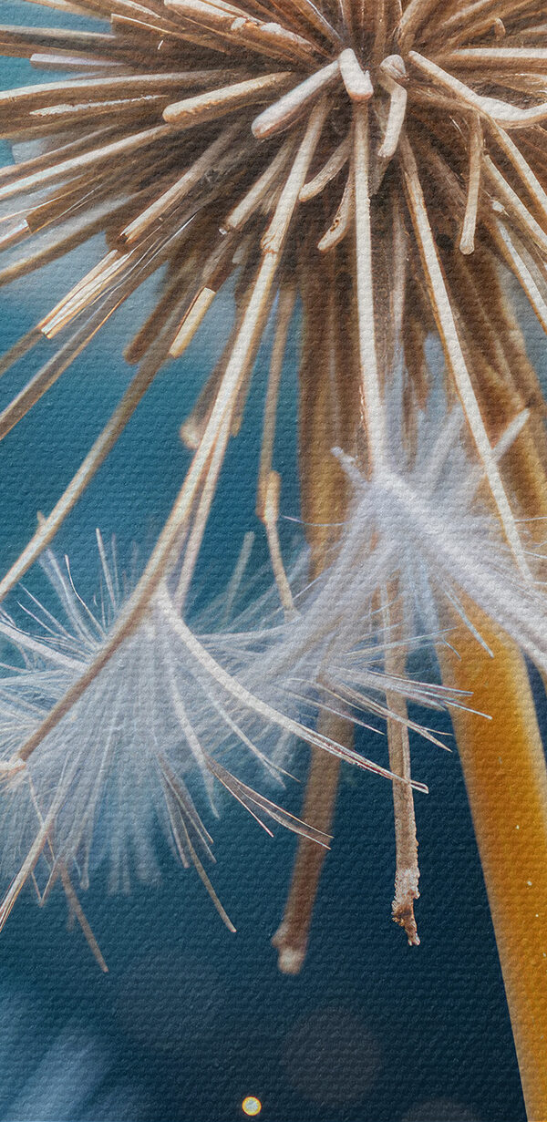 Close up of a dandelion
