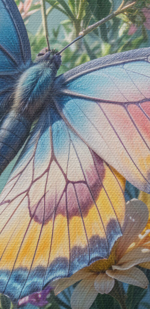 Butterfly on a flower Butterfly on a flower