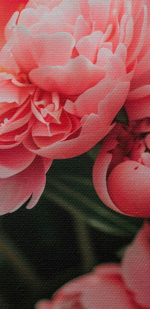 Group of pink flowers