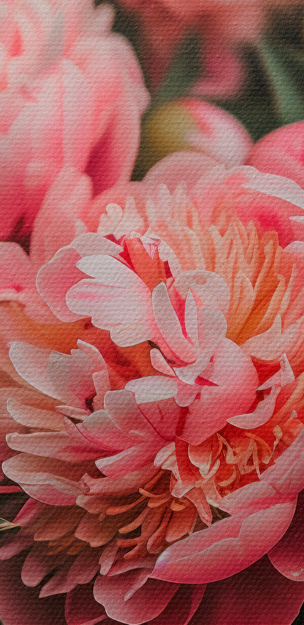 Group of pink flowers Group of pink flowers