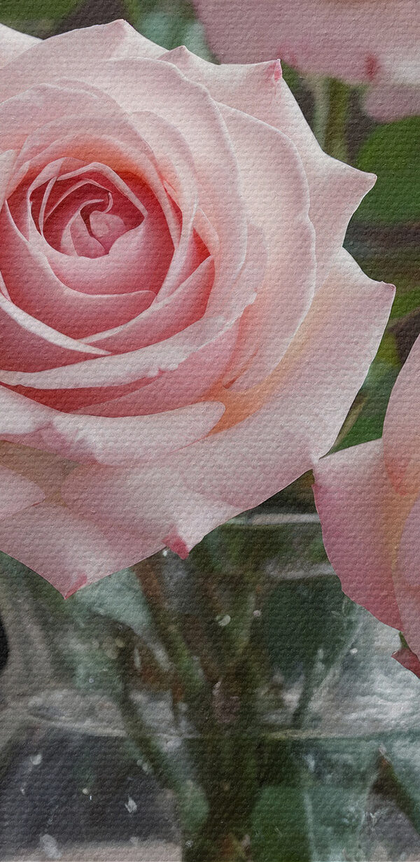 Vase of pink roses