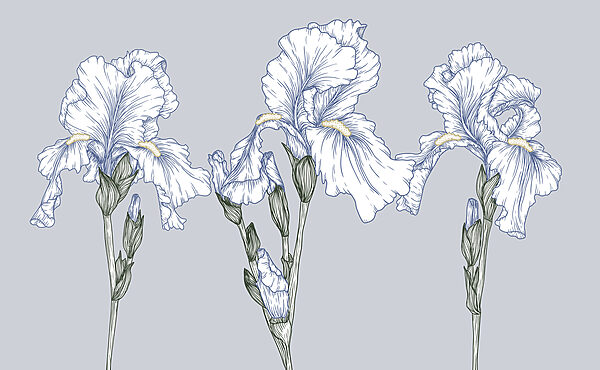 Gruppo di fiori bianchi Gruppo di fiori bianchi