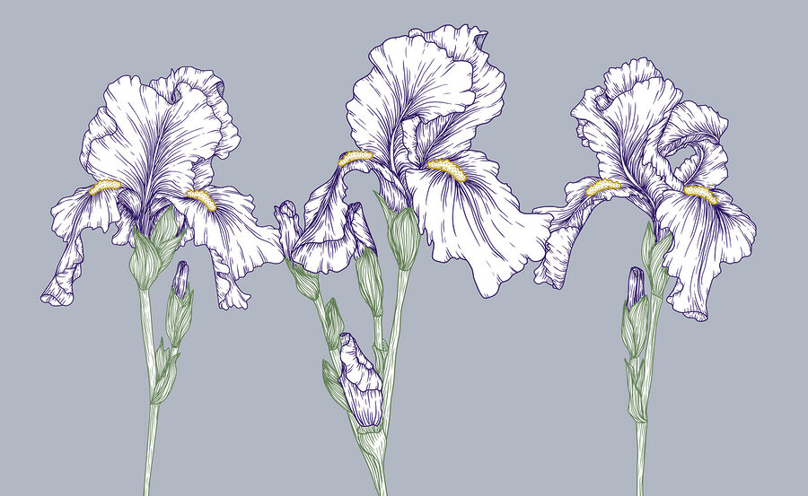 Gruppo di fiori bianchi