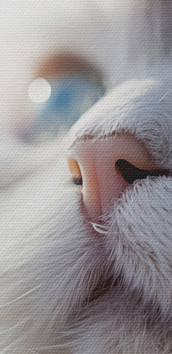 Close up of a cat