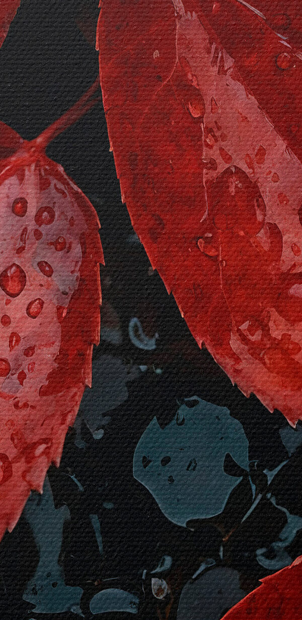 Red leaves with water droplets on them Red leaves with water droplets on them