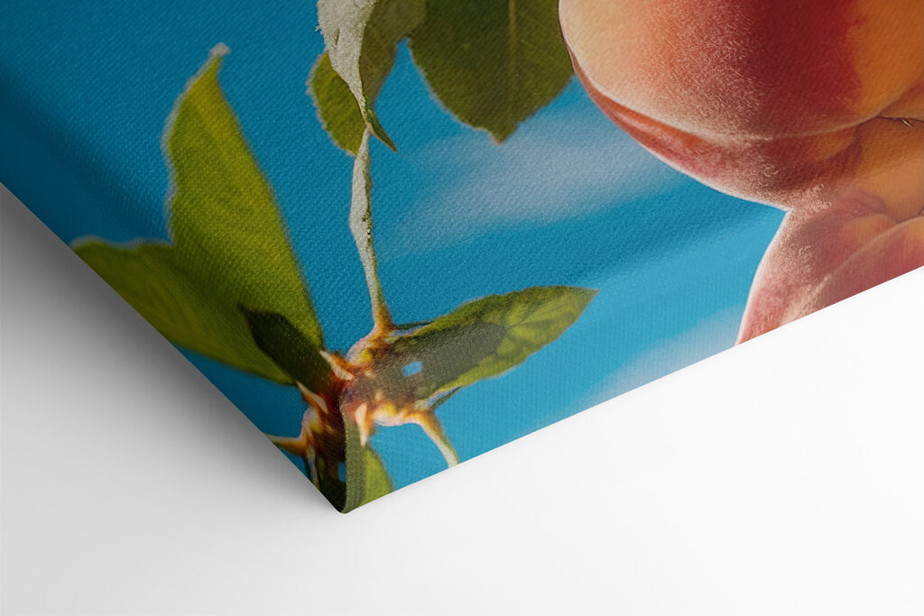 Group of peaches on a tree Group of peaches on a tree