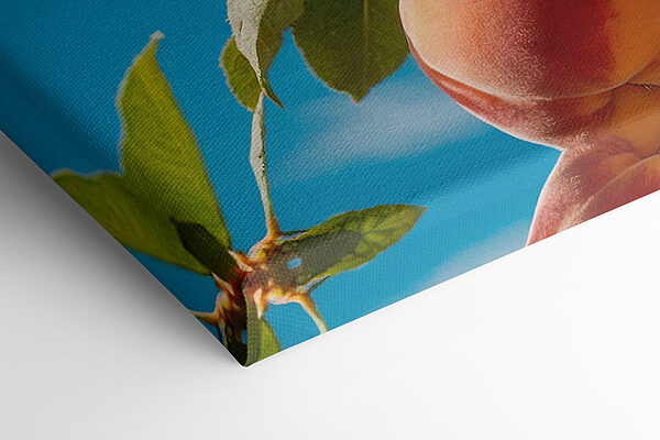 Group of peaches on a tree Group of peaches on a tree