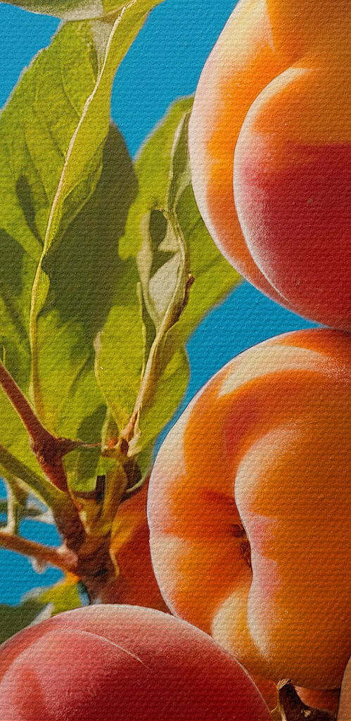 Group of peaches on a tree Group of peaches on a tree
