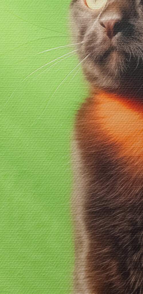 Cat sitting on a chair