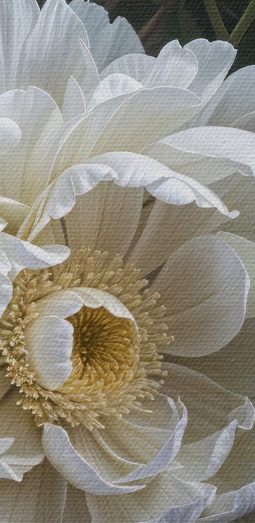 Group of white flowers